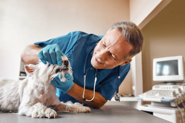  Melwood, MD Emergency Dentist Pros